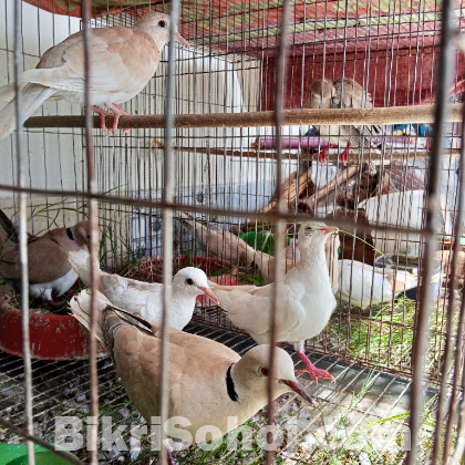 ৬ টি অস্ট্রেলিয়ান ঘুঘু ডিমসহ